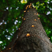 Load image into Gallery viewer, Litehouse Solar Copper Wire LED Fairy Lights 3000K